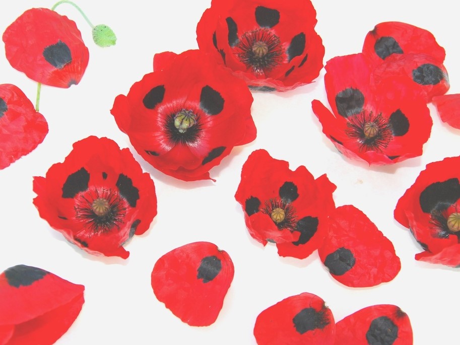 All flowers / Poppy / Common poppy, Silk poppy