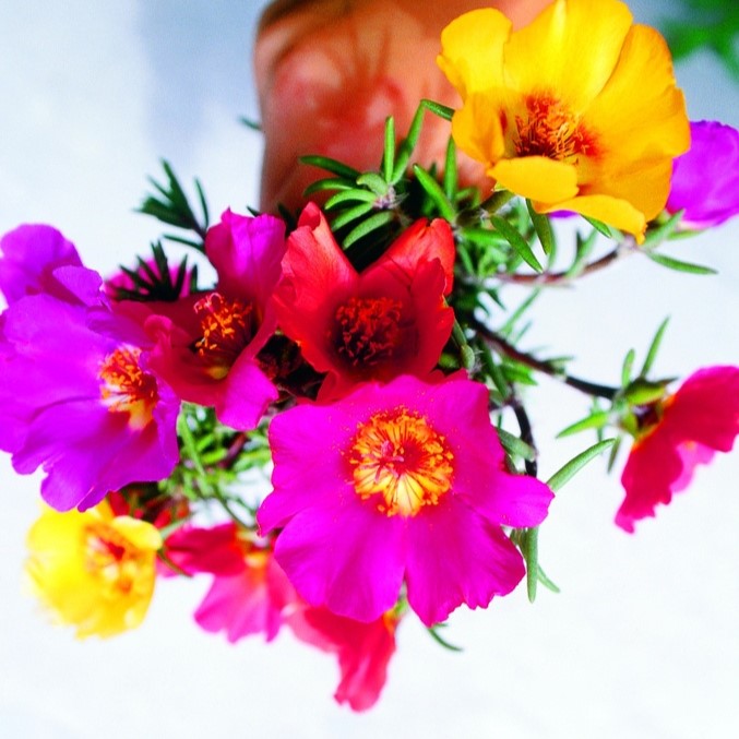 All flowers / Moss rose, Rock rose, Portulaca