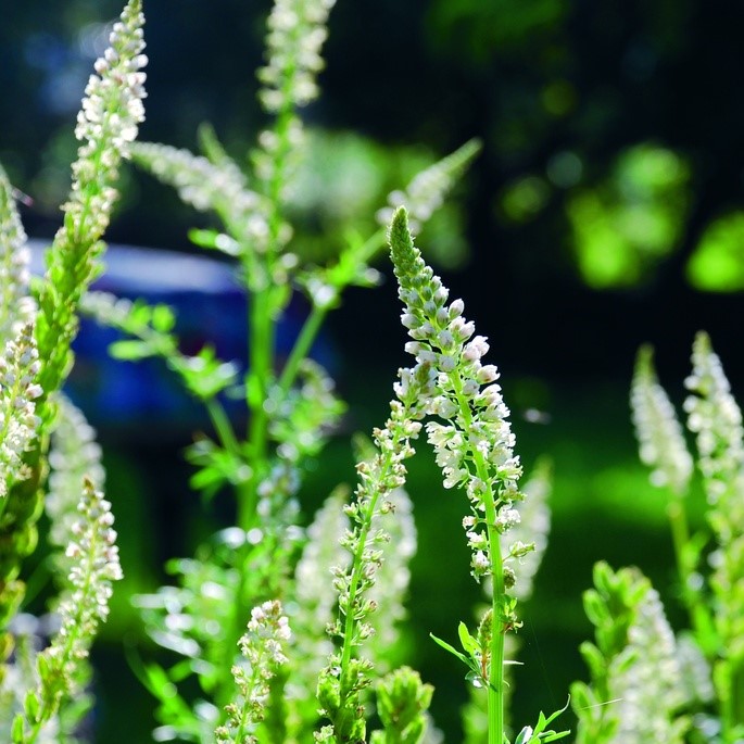 All flowers / Reseda, Dyer's rocket, Dyer's weed