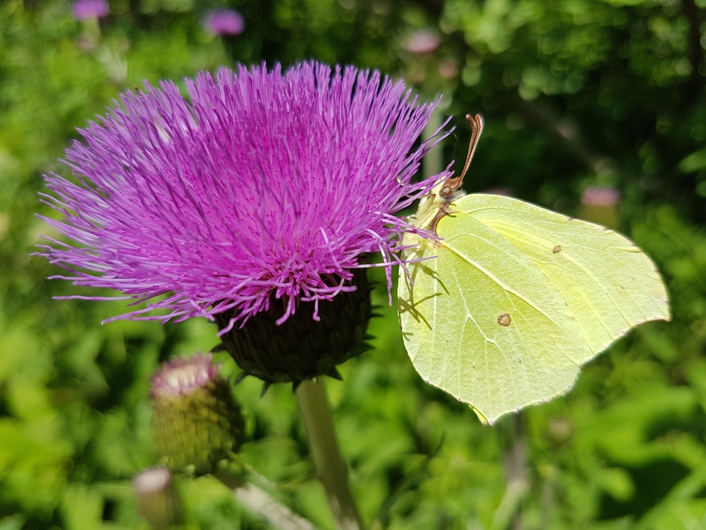 All flowers / Milk thistle