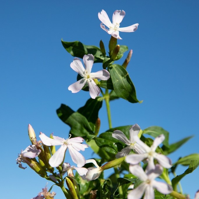 Toutes les fleurs / Saponaire