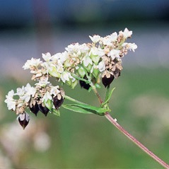 All cover crop seeds / Buckwheat