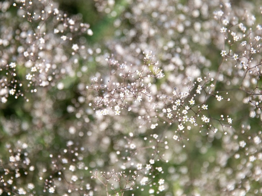 Toutes les fleurs / Gypsophile paniculée