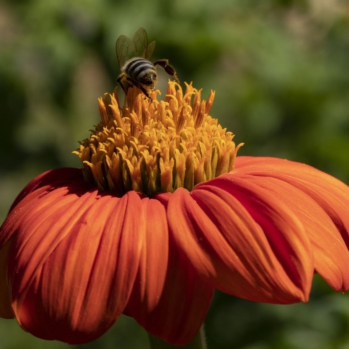 All flowers / Tithonie, Mexican sunflower