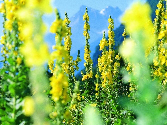 All flowers / Mullein