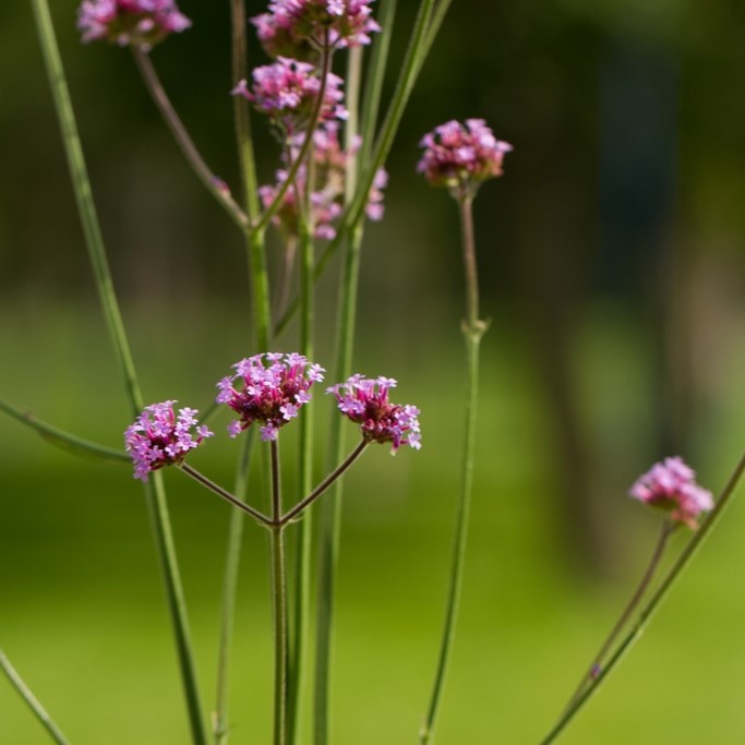 Alle Blumensamen / Patagonisches Eisenkraut