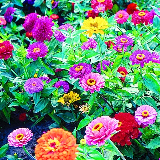 All flowers / Zinnia