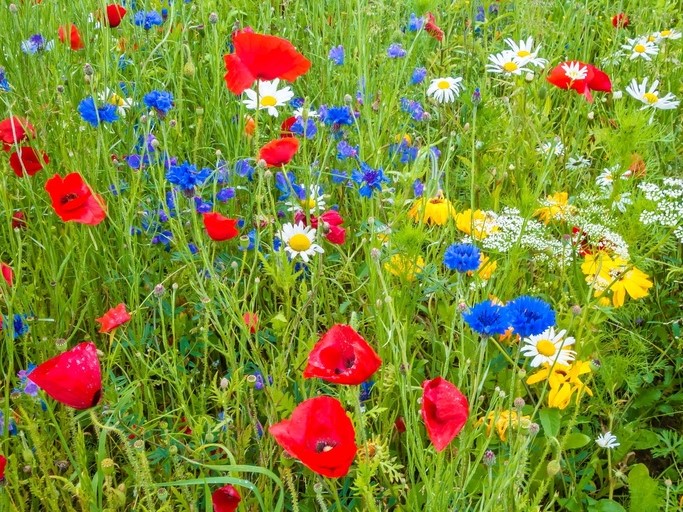 Toutes les fleurs / Mélanges de fleurs / Mélanges de fleurs pluriannuelles