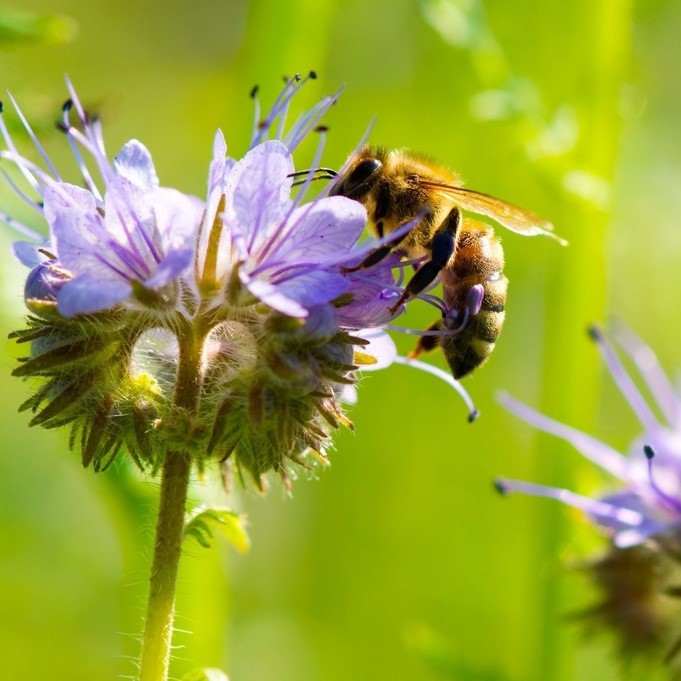 All flowers / Phacelia