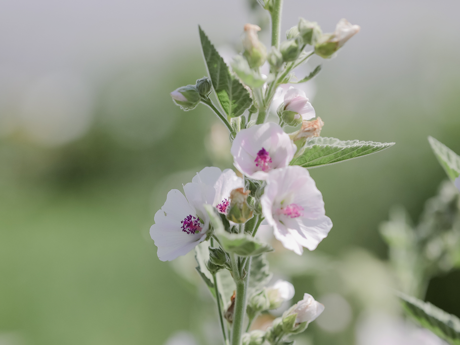 All flowers / Marshmallow