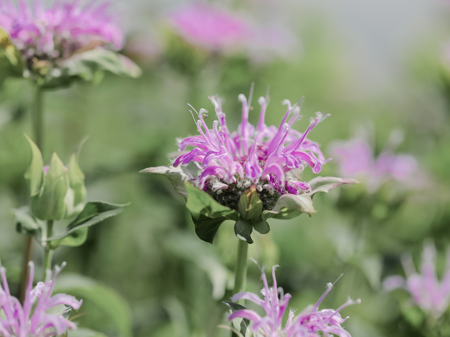 Alle Blumensamen / Bergamote