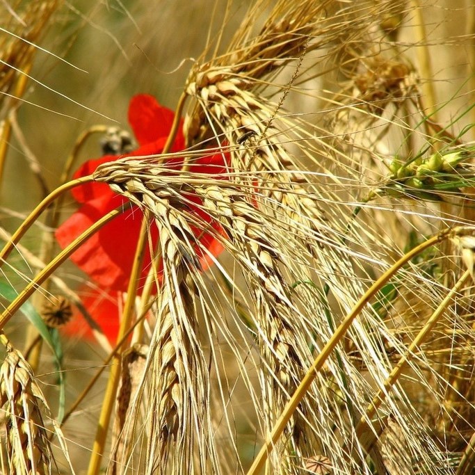 Graines de céréales