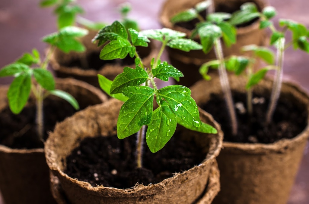 Plantons