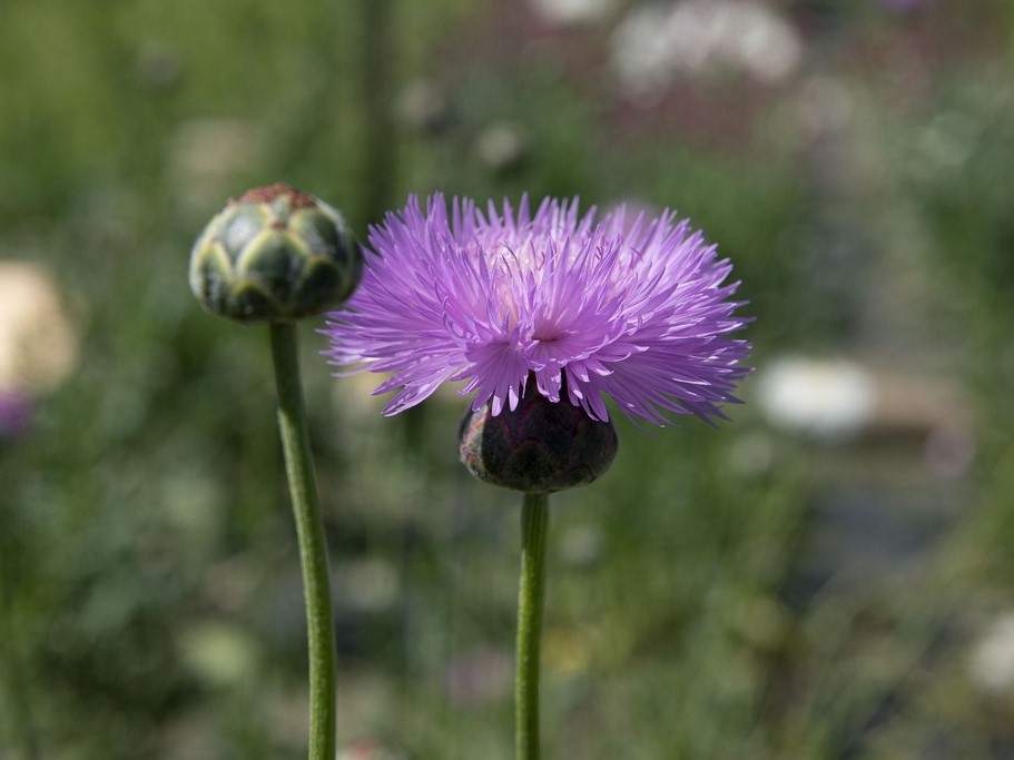 Alle Blumensamen / Kaiser-Kornblume