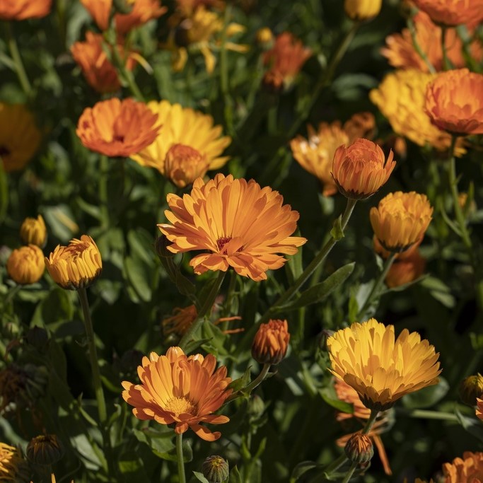 All flowers / Marigold / Field marigold, Calendula arvensis