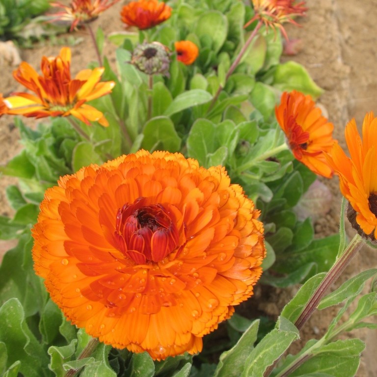 Toutes les fleurs / Soucis / Souci officinal, Calendula officinalis