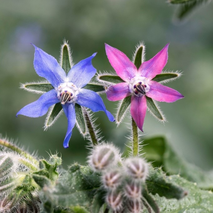 Toutes les fleurs / Bourrache