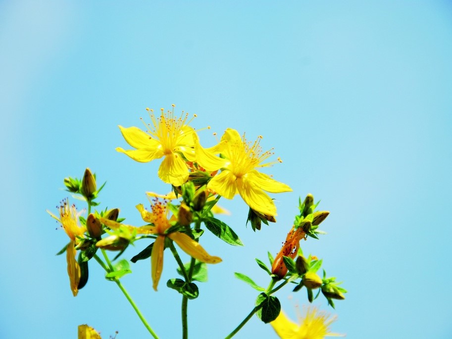 All flowers / St john's wort