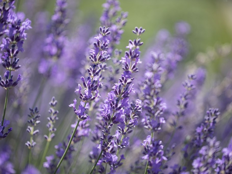 All flowers / Lavander