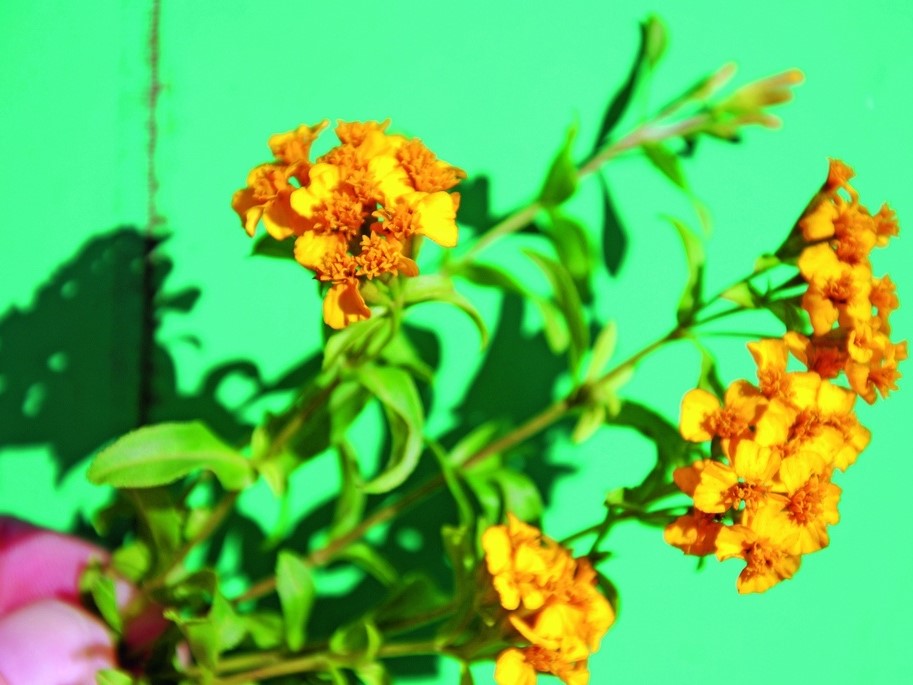 Alle Blumensamen / Gewürztagetes