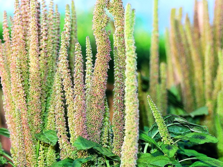 Tuti gli semi di ortaggi / Amaranthus