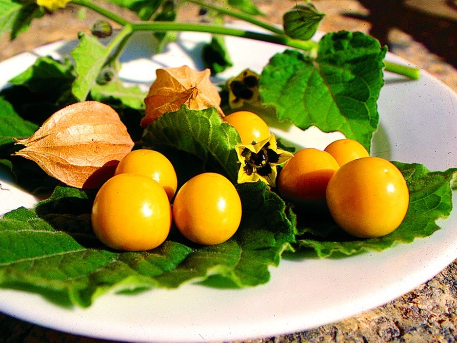 Ortaggi / Alchechengio peruviano, Ciliegia di terra, Physalis