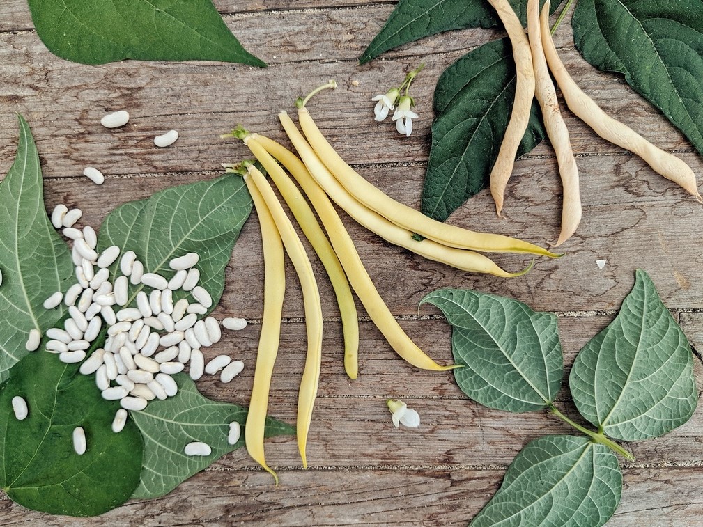 Tous les légumes / Haricots