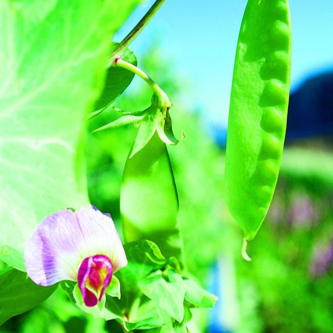 Tous les légumes / Pois, Pois mangetout, Pois chiches / Pois mangetout