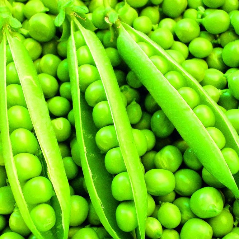 All vegetable seeds / Peas, Snow peas, Sugar peas, Cickpeas / Peas