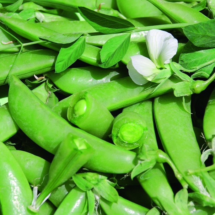 Tous les légumes / Pois, Pois mangetout, Pois chiches / Pois croquant, Croquetout