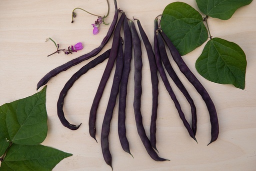 [AA-0244-00] Pole bean, Purple from Muotathal