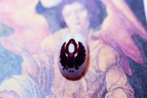 [02480] Haricot à méditer, Saint Esprit