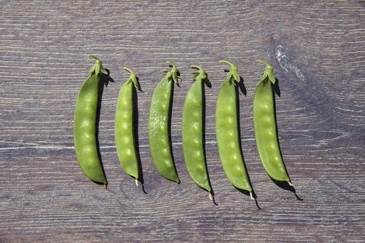 [03200] Pois mangetout, Norli