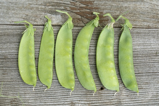 [03250] Pois mangetout, Oregon