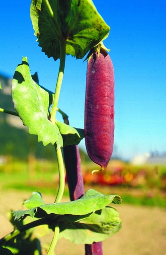 [AA-0401-00] Shelling peas, Capuchin