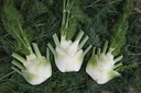 Fennel, Autumn fennel