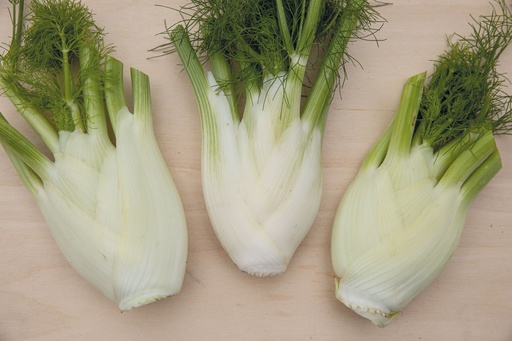 [AA-0641-00] Fenchel, Latina