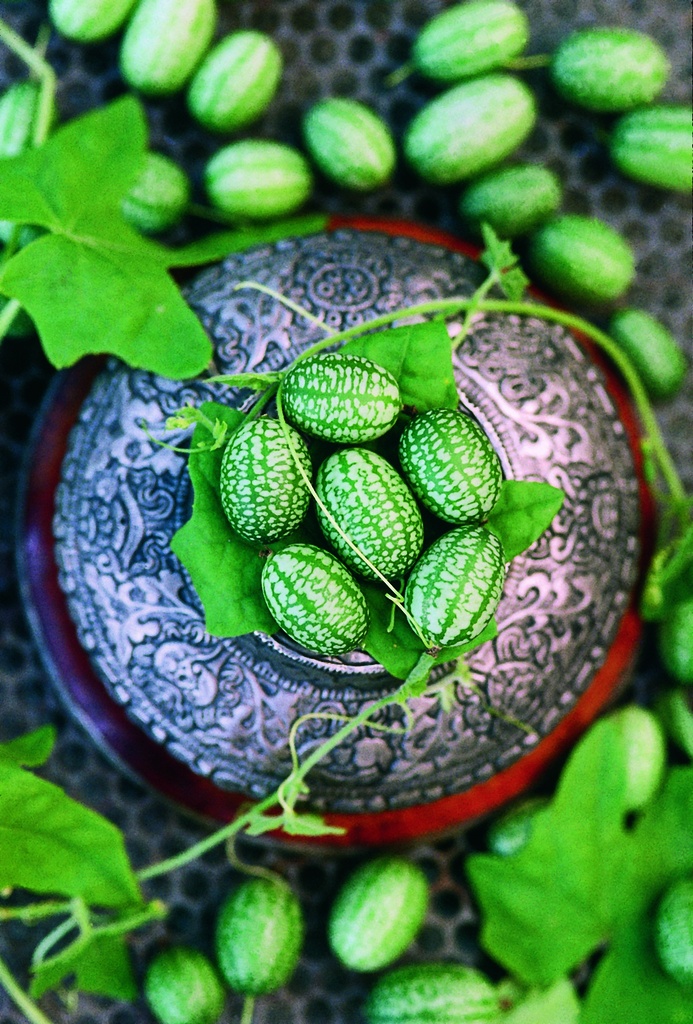 Graines de pastèque miniatures mexicaines - Cucamelon bio - Mini plante  fruitière aigre : : Terrasse et Jardin