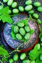 Cucamelon, Mini watermelon