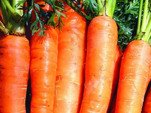 Carota, Berlicumer Selektion Z (Stoccaggio)