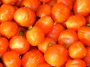 Carota, Cuore parigino (Precoci)