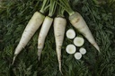 Carrot, Belgian giant (Storage)