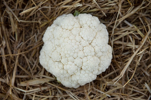 Blumenkohl, Winterblumenkohl Selektion Z