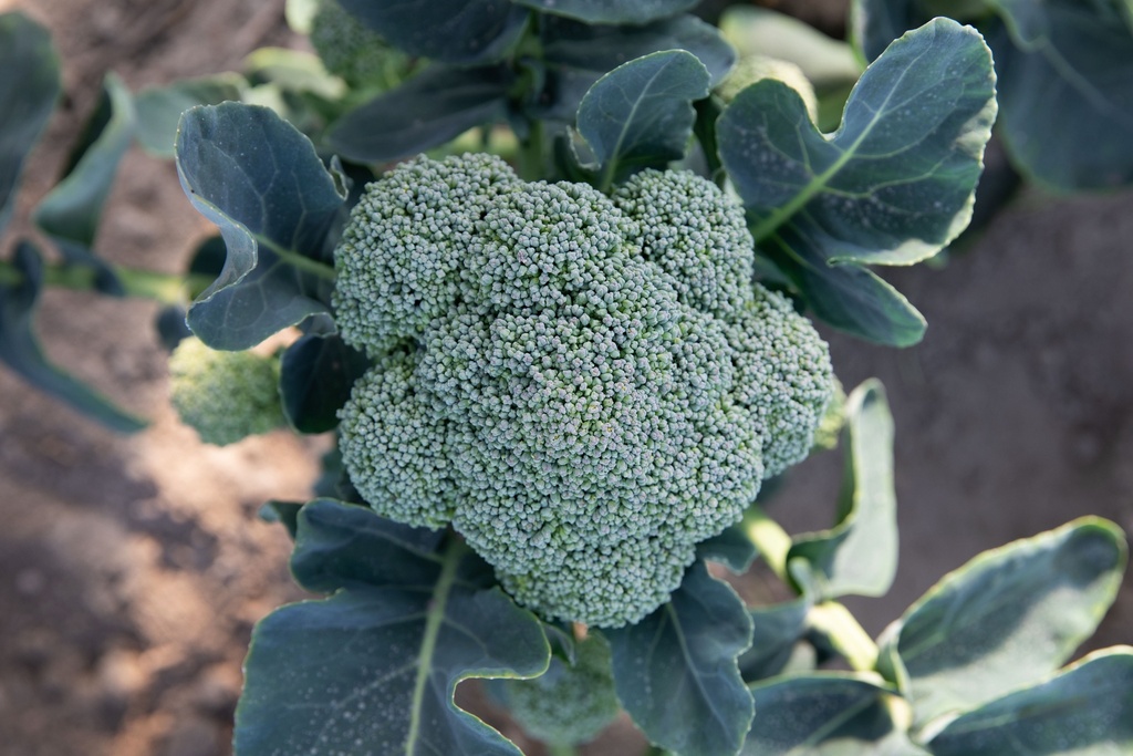 Buy Broccoli, Coastal selection z seeds | Zollinger Bio