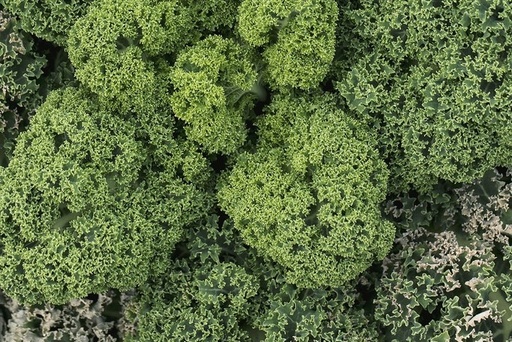 Grünkohl (Kale), Lerchenzunge