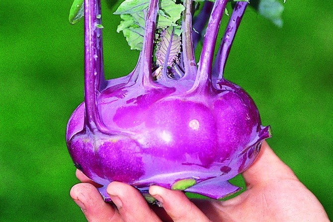 Kohlrabi, Blaue Speck: Samen kaufen | Zollinger Bio