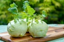 Kohlrabi, Lanro (weiss)