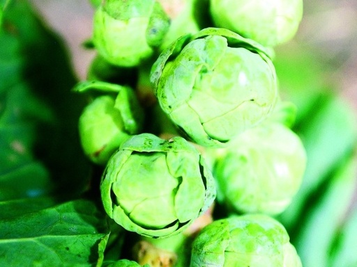 Brussel sprouts, Ideal selection z