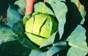 White cabbage, Mountain cabbage