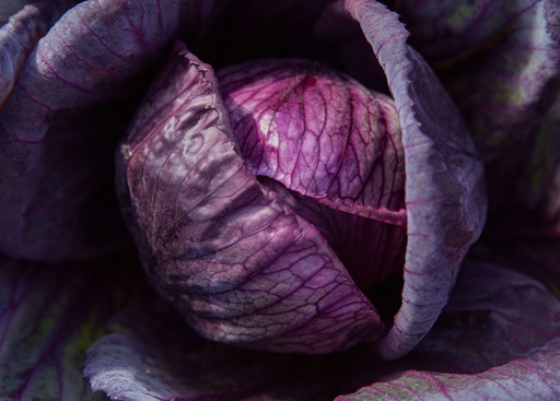 Chou rouge, Tête noire